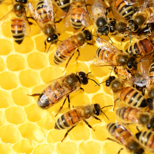  Can Honey Truly Be Vegan? The Groundbreaking Truth Behind Bee Exploitation