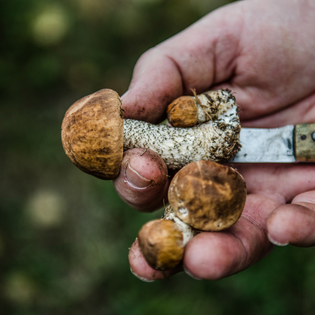  The Brutal Truth About Mushroom Foraging for Veganism